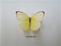 藏品(遷粉蝶)的圖片